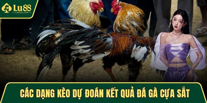 Đá Gà Cựa Sắt - Thế Giới Cá Cược Kịch Tính, Hấp Dẫn Nhất 4 Các dạng kèo dự đoán kết quả đá gà cựa sắt