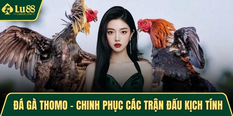 Đá gà thomo