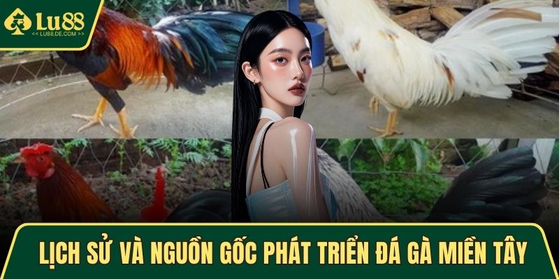 Lịch sử và nguồn gốc phát triển đá gà miền Tây