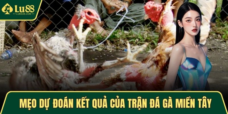 Mẹo dự đoán kết quả của trận đá gà miền Tây