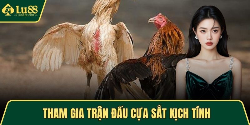 Tham gia trận đấu cựa sắt kịch tính