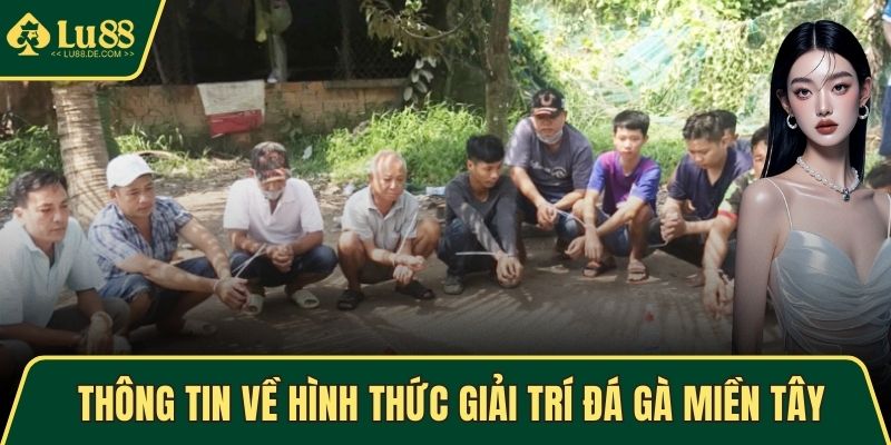 Thông tin về hình thức giải trí đá gà miền Tây
