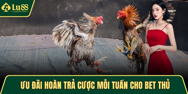 Đá Gà Cựa Sắt Tại LU88 – Chiến Thuật Thắng Cao Mỗi Phiên 5 Ưu đãi hoàn trả cược mỗi tuần cho bet thủ